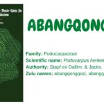 Abangqongqozi