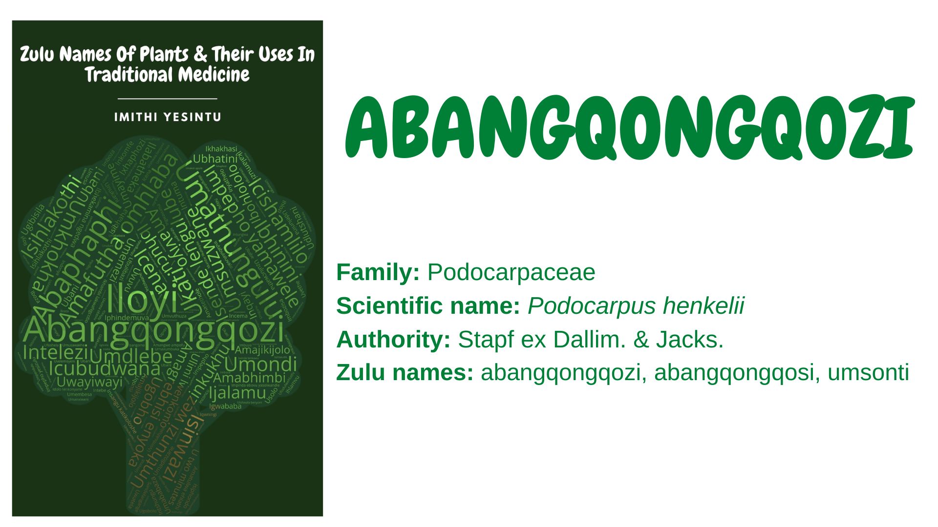 You are currently viewing <strong>*Abangqongqozi</strong>
