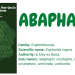 Abaphaphi