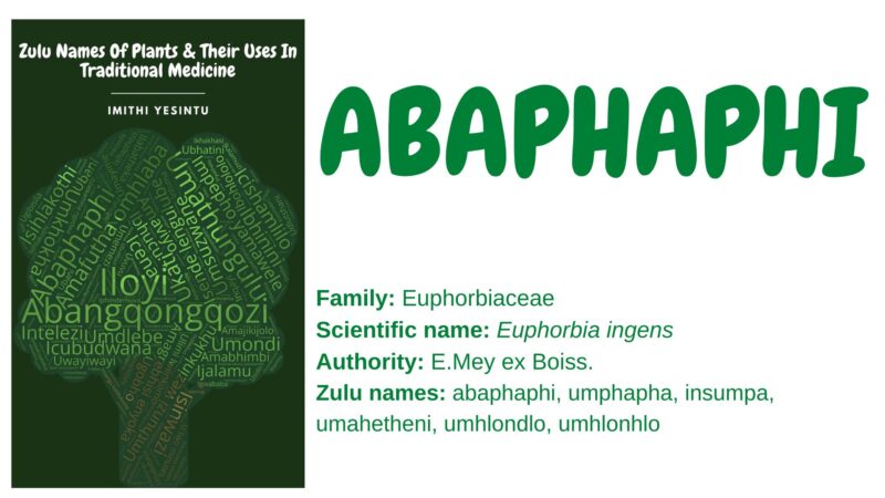 Abaphaphi – IMITHI YESINTU
