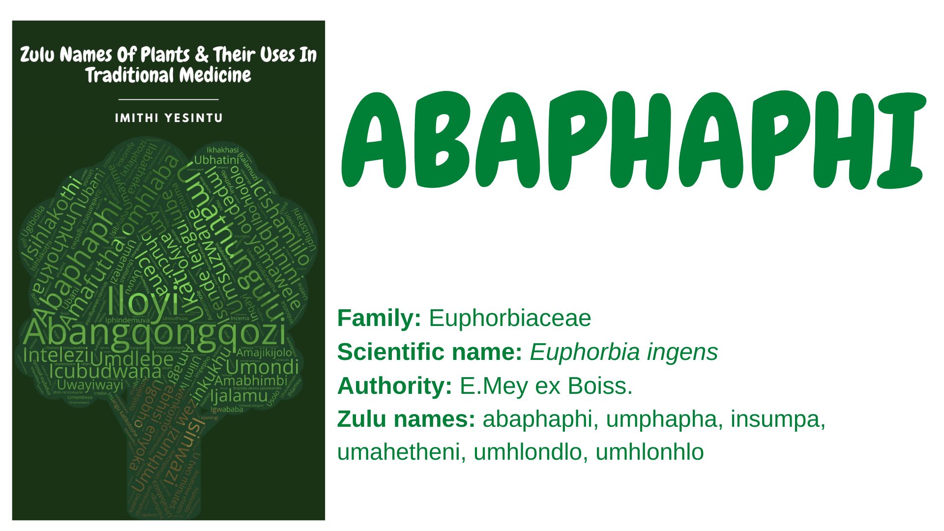 Abaphaphi