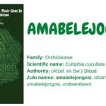 Amabelejongosi