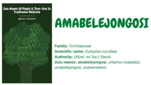 Read more about the article <strong>Amabelejongosi</strong>