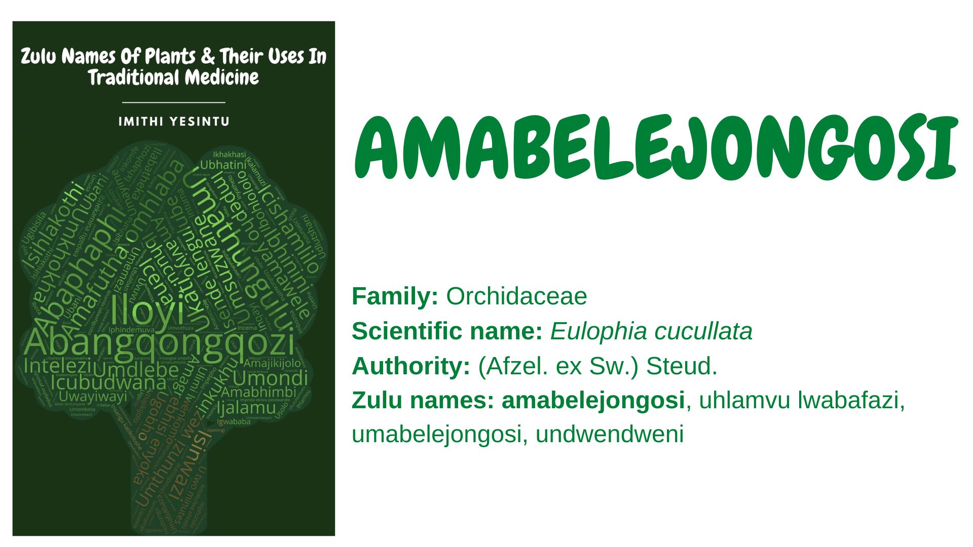 You are currently viewing <strong>Amabelejongosi</strong>