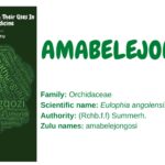 Amabelejongosi