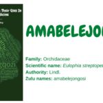 Amabelejongosi