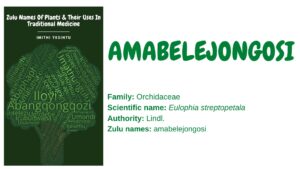 Read more about the article <strong>Amabelejongosi </strong>