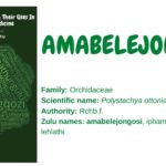Amabelejongosi