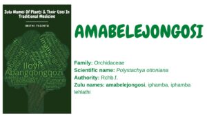 Read more about the article <strong>Amabelejongosi </strong>