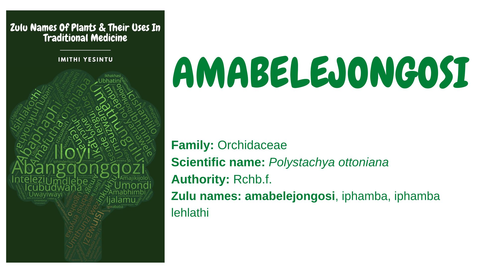 You are currently viewing <strong>Amabelejongosi </strong>