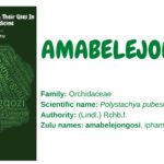 Amabelejongosi