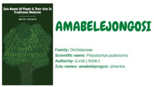 Read more about the article Amabelejongosi