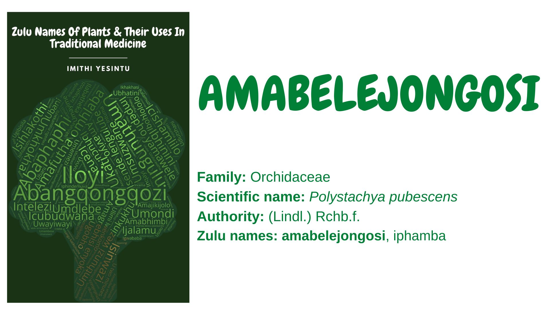 You are currently viewing Amabelejongosi