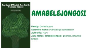 Read more about the article Amabelejongosi