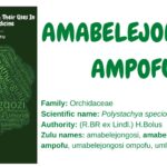 Amabelejongosi ampofu