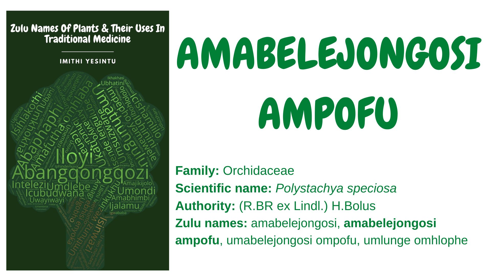 You are currently viewing Amabelejongosi ampofu