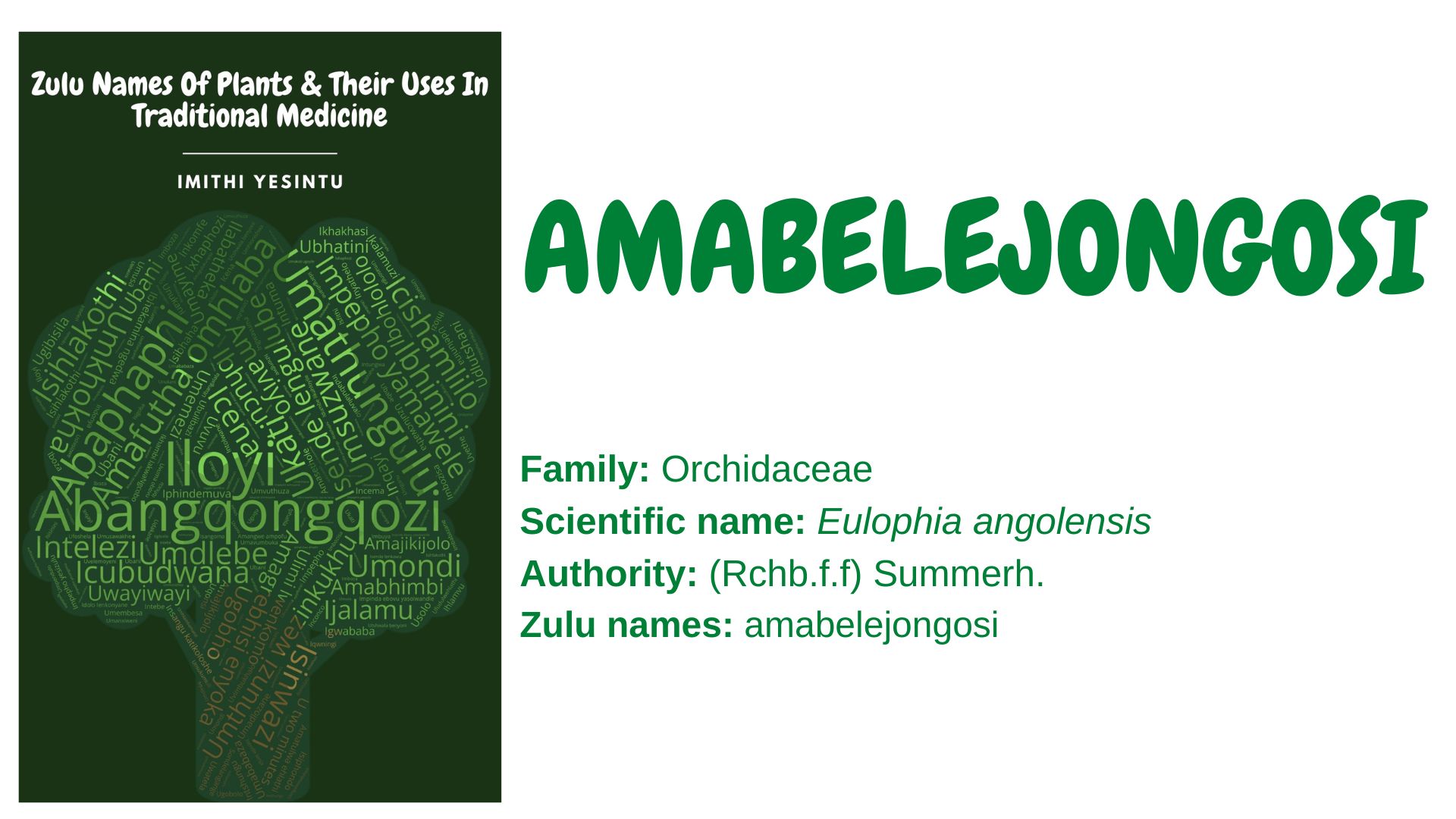 You are currently viewing <strong>Amabelejongosi</strong>