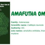 Amafutha omhlaba