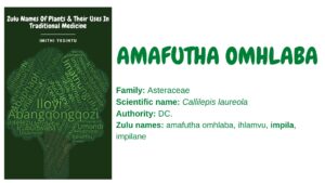 Read more about the article Amafutha omhlaba