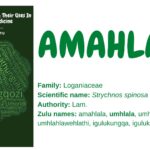 Amahlaba