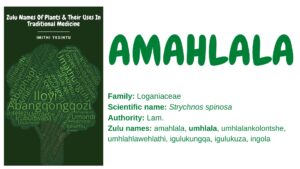 Read more about the article Amahlala