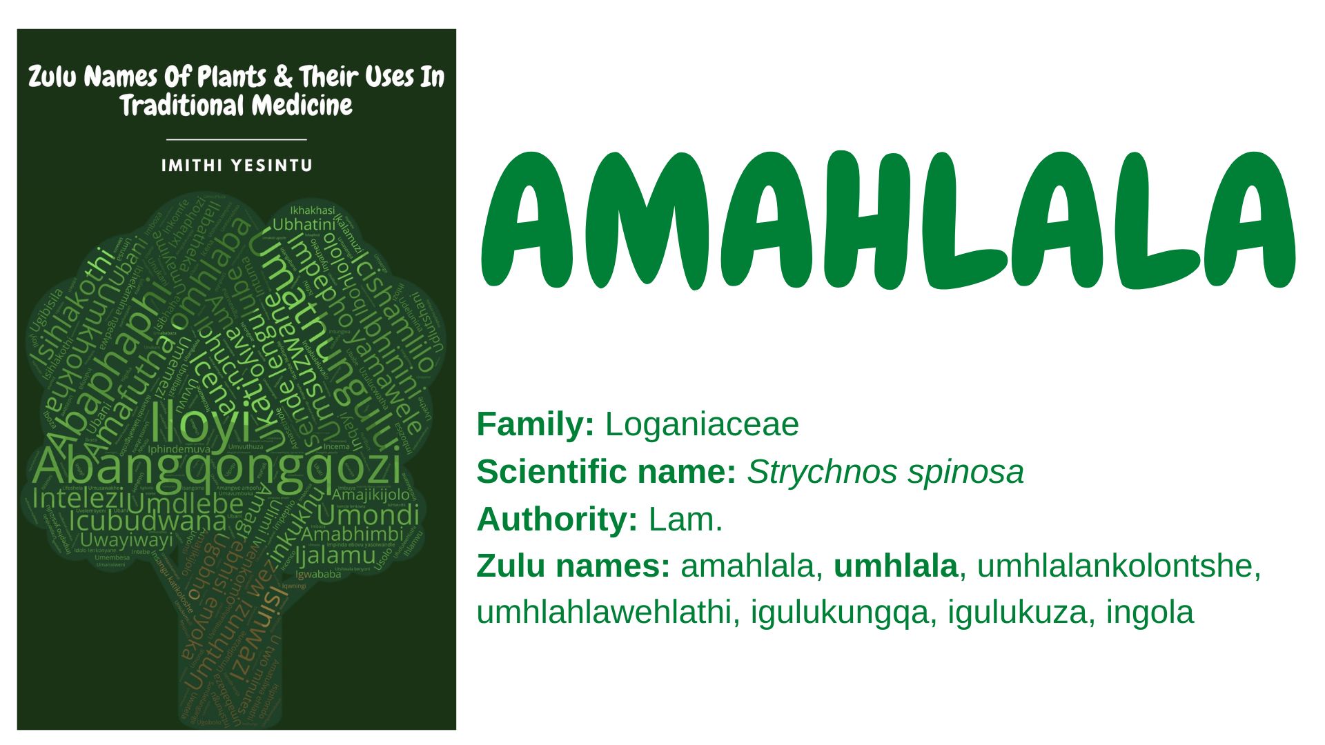 You are currently viewing Amahlala