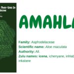 Amahlaba