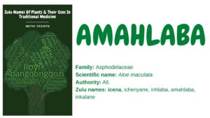 Read more about the article Amahlaba