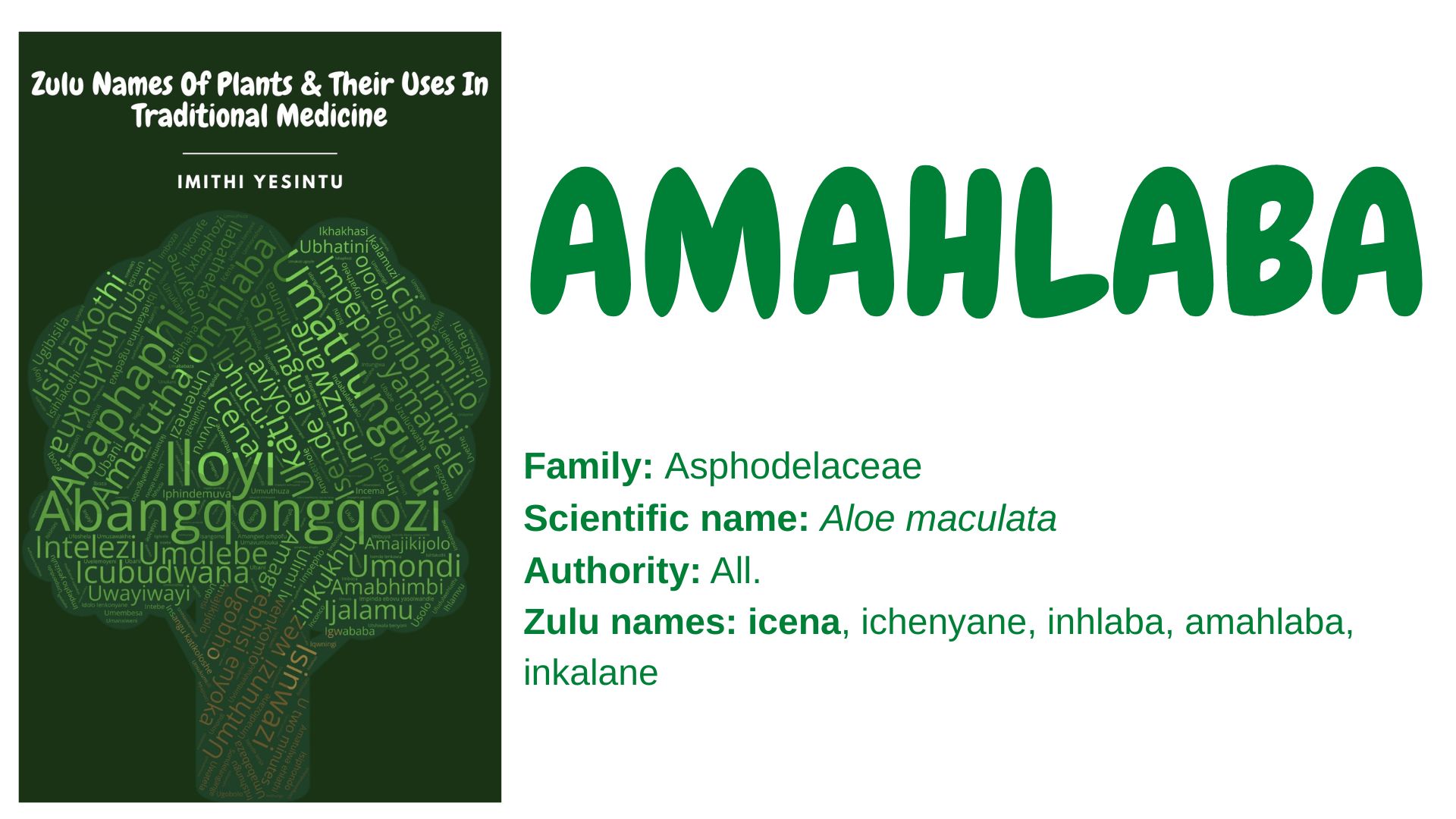 You are currently viewing Amahlaba
