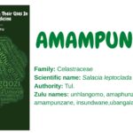 Amampunzane
