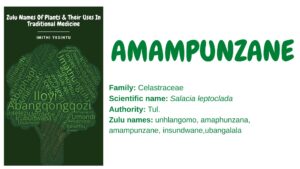 Read more about the article Amampunzane