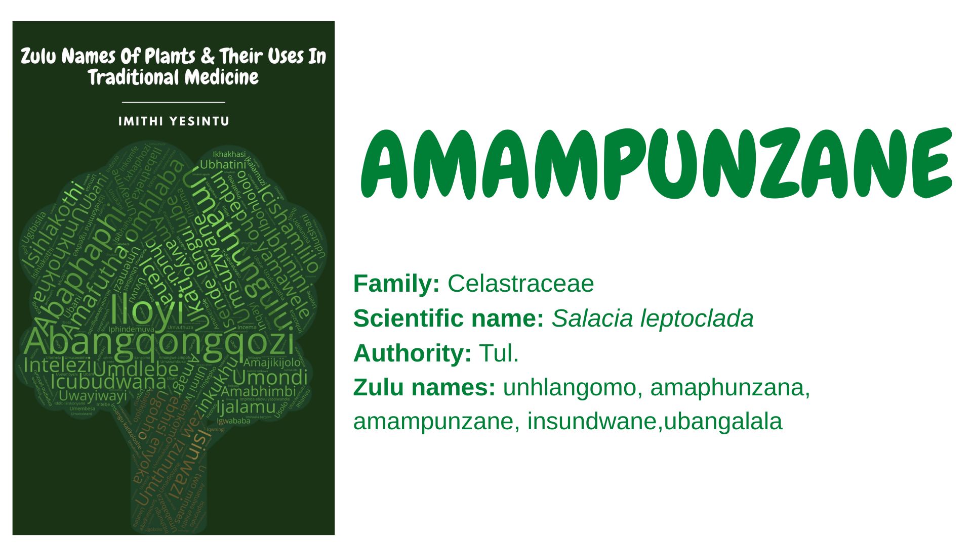 You are currently viewing Amampunzane