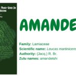 Amandetshi