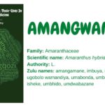 Amangwamane