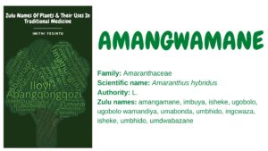 Read more about the article Amangwamane