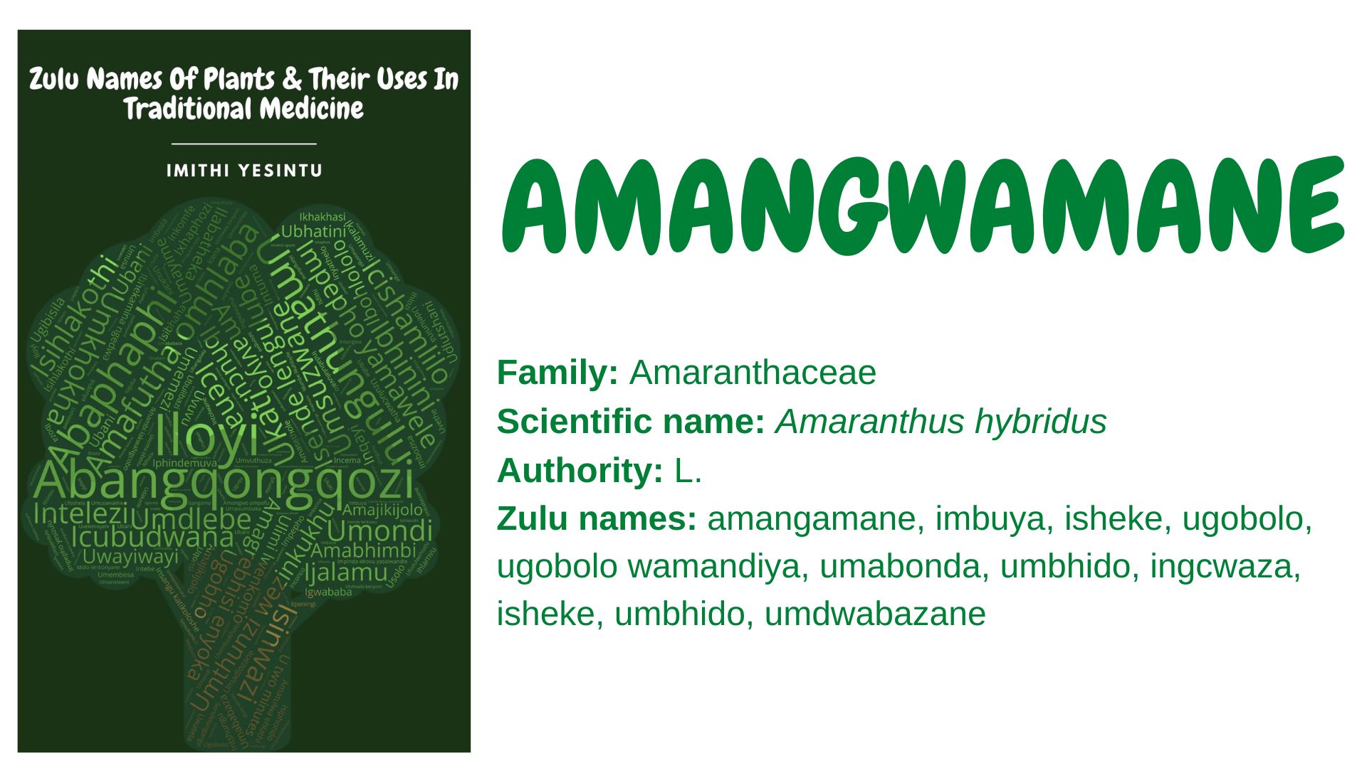 You are currently viewing Amangwamane