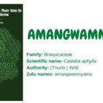 Amangwamnyama