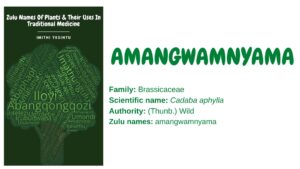 Read more about the article Amangwamnyama