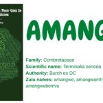 Amangwe
