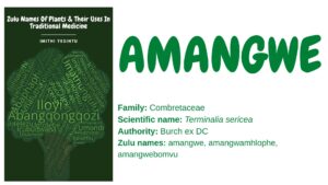 Read more about the article Amangwe