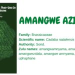 Amangwe azidlayo