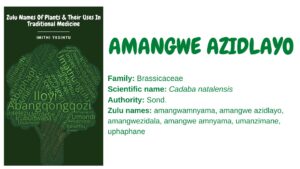 Read more about the article Amangwe azidlayo