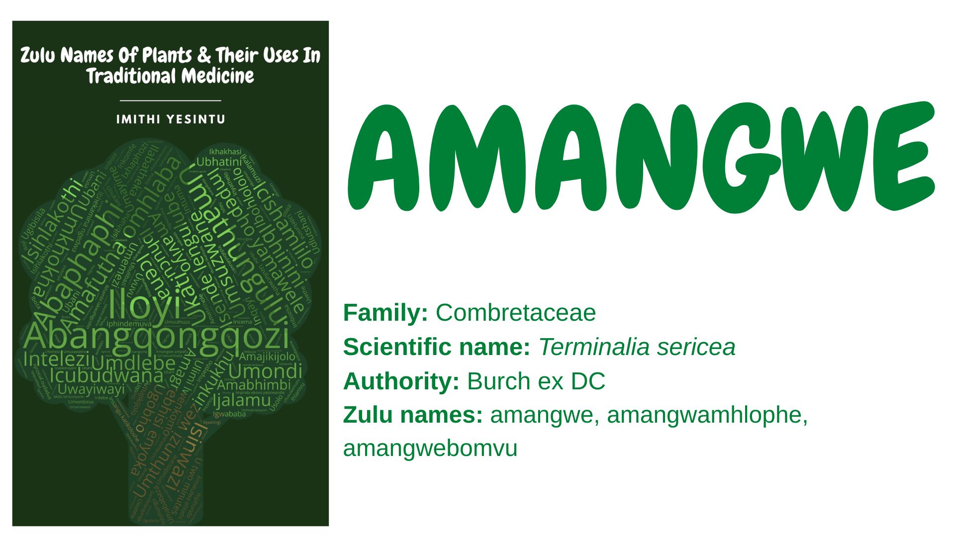 You are currently viewing Amangwe
