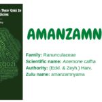 Amanzamnyama
