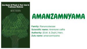 Read more about the article Amanzamnyama