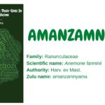 Amanzamnyama