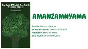 Read more about the article Amanzamnyama