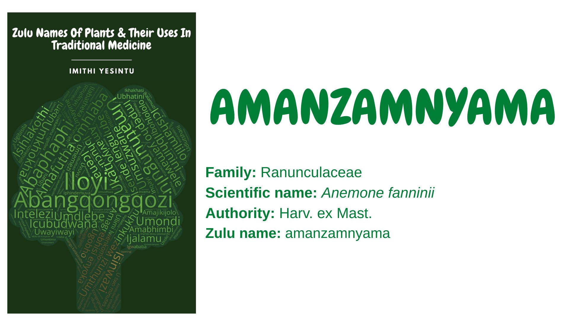 You are currently viewing Amanzamnyama