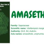 Amasethole