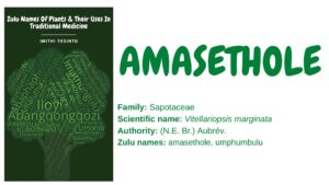 Read more about the article Amasethole